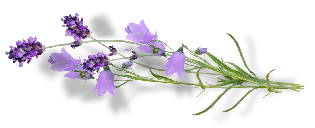 violet flower ;D