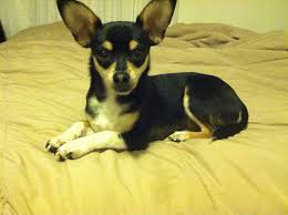 chihuahua png terrier - Google Search