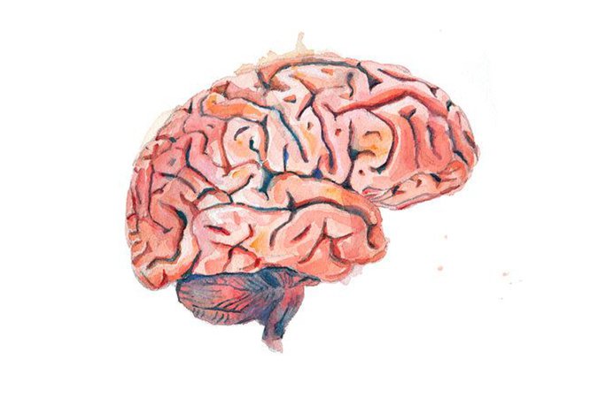 brain drawing - Recherche Google