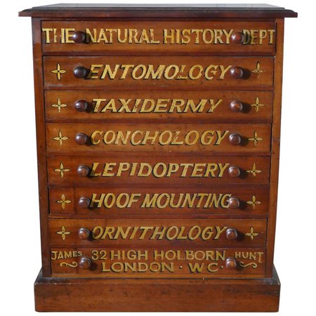 Small Museum Filing Cabinet, Natural History Collectors Cabinet For Sale at 1stdibs