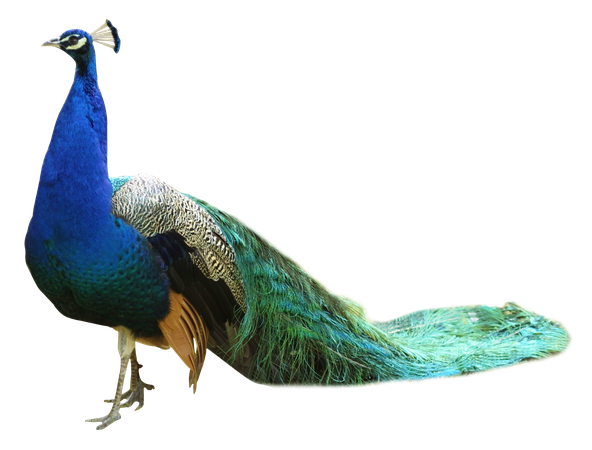 peacock - Google Search