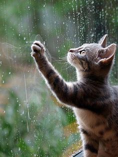 cat rain drops