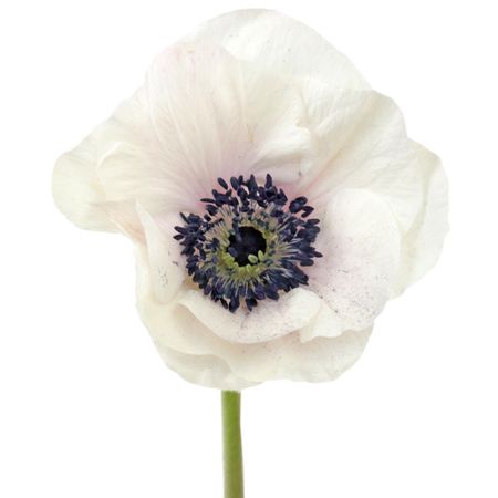 Blush Fresh Cut Anemones October to April Delivery | FiftyFl