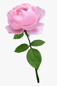 pink flower on stem png - Google Search
