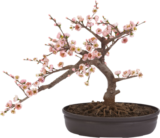cherry blossom bonsai tree 1