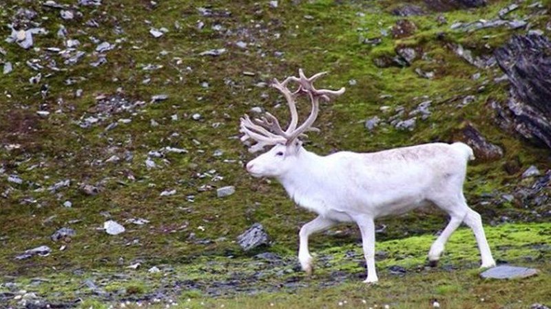 Rare but conspicuous: Your photos of white reindeer - BBC News