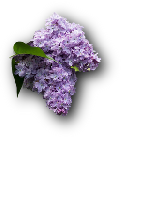 lilacs flowers plants garden purple florals