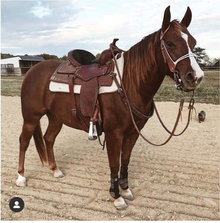 horse & saddle
