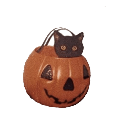 kitty cat in a pumpkin