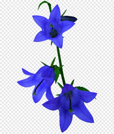 bluebell png