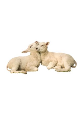 lamb lambs png filler