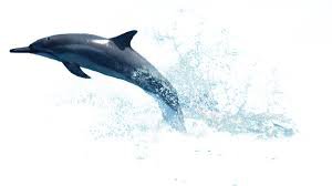 dolphin jumping png - Google Search