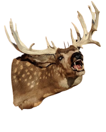 be-teethed taxidermy deer head ❦ clip by strangebbeast