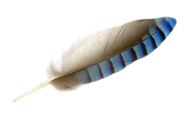 bluejay feather