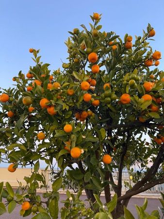 tangerinas