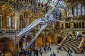 natural history museum - Google Search