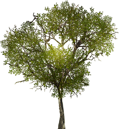 Download Free png HD Texture For Large Leafy Branches For Tree Models - Tree Texture ... - DLPNG.com