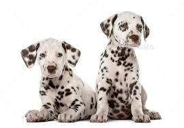 dalmatian puppy - Google Search