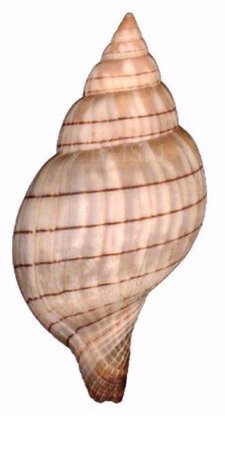 shell 4