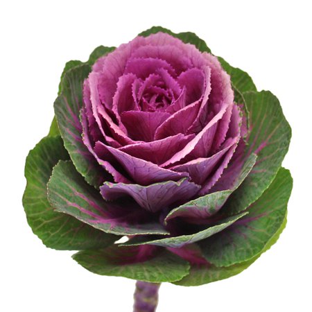 Kale Purple and Green Fresh Flower | FiftyFlowers.com