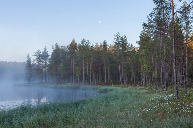 forest lake – Google Kereső
