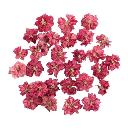 Raspberry Delphinium Flowers