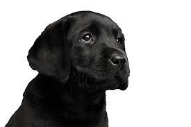 black dog png - Google Search
