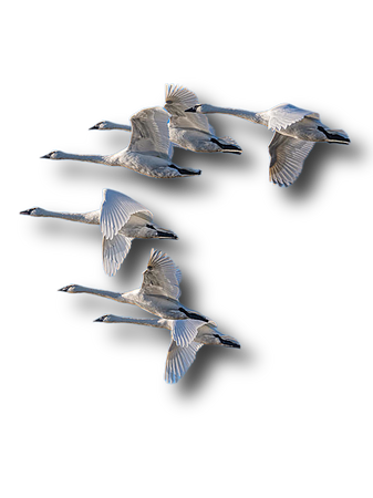 swans birds nature png
