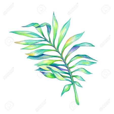 35929342-abstraite-palme-tropicale-feuille-verte-aquarelle-illustration-isolé-sur-fond-blanc.jpg (1300×1300)