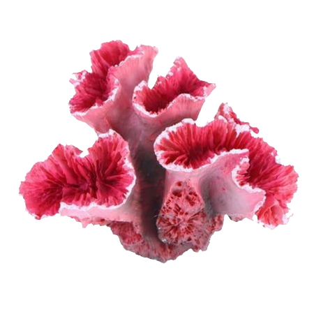 Redish coral