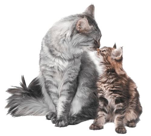 cias pngs // cats kissing