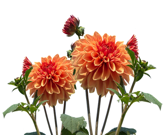 Dahlias Autumn Dahlia - Free photo on Pixabay
