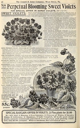 flower newspaper