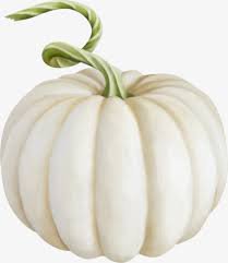 white pumpkin - Google Search