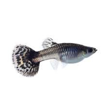 guppy fish png - Google Search