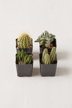 2" Live Assorted Hardy Plant - Set of 4 | Urban Outfitters