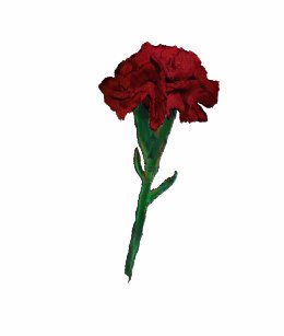 garnet carnations - Google Search