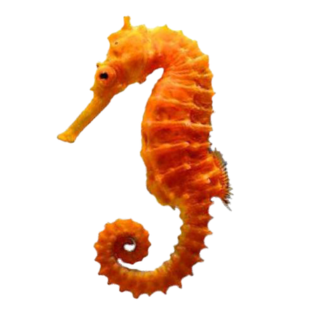 seahorse png - Google Search