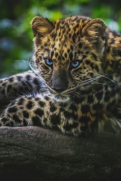 Leopard Blue Eyes