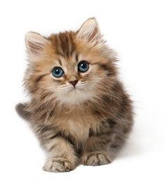 Kitten PNG by LG-Design on deviantART | Kittens cutest, Animals, Cats
