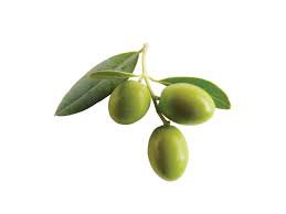 green olive png - Google Search