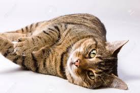 tabby cat brown - Google Search