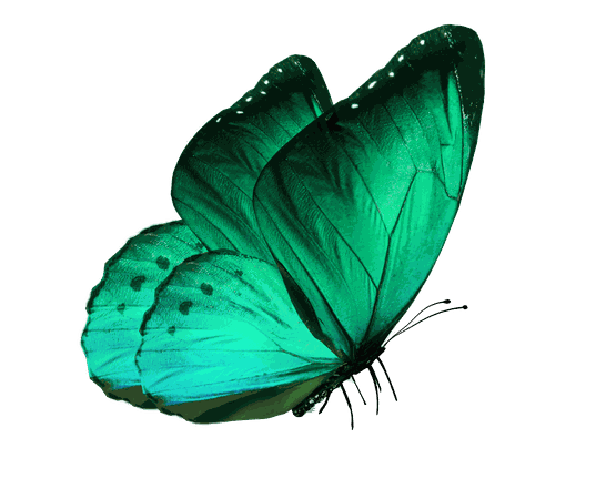butterfly transparent - Google Search