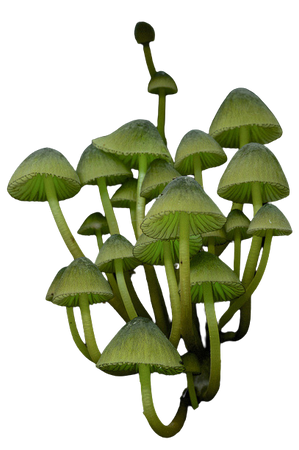 Glowing mushrooms - Mycena lux-coeli