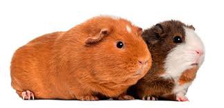 guinea pig png - Google Search