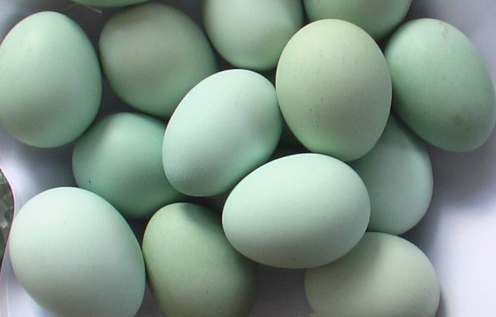 Green Shell Chicken Eggs(table&hatching) - Buy Egg Product on Alibaba.com