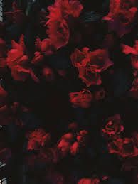 red flowers asthetic - Google Search