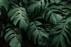green leaves background - Google Search