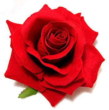 red rose - Google Search