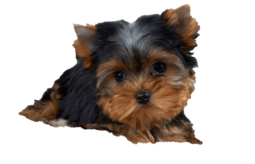 yorkshire terrier png transpaent - Google Search